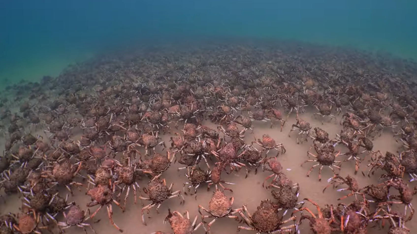 Thousands of giant spider crabs aggregating on the seabed at a Melbourne pier